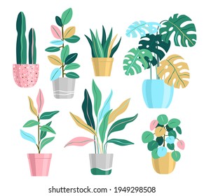 Pot plants, house plants vector illustrations