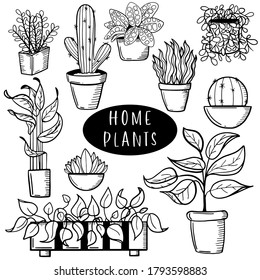 Pot plants set, vector illustration flowers in pots drawn black line on a white background, hand-drawn design elements.