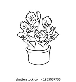 Pot plants set, vector illustration flowers in pots drawn black line on a white background, hand-drawn design elements.