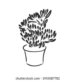 Pot plants set, vector illustration flowers in pots drawn black line on a white background, hand-drawn design elements.