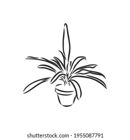 Pot plants set, vector illustration flowers in pots drawn black line on a white background, hand-drawn design elements.