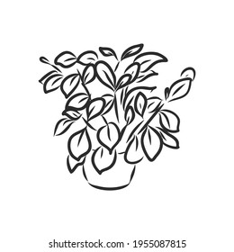 Pot plants set, vector illustration flowers in pots drawn black line on a white background, hand-drawn design elements.