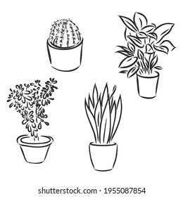 Pot plants set, vector illustration flowers in pots drawn black line on a white background, hand-drawn design elements.