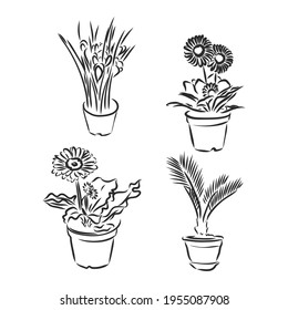 Pot plants set, vector illustration flowers in pots drawn black line on a white background, hand-drawn design elements.