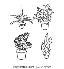 Pot plants set, vector illustration flowers in pots drawn black line on a white background, hand-drawn design elements.