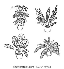 Pot plants set, vector illustration flowers in pots drawn black line on a white background, hand-drawn design elements.