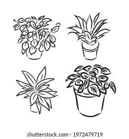 Pot plants set, vector illustration flowers in pots drawn black line on a white background, hand-drawn design elements.
