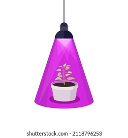 The pot with plants under the fluorescent lamp. Growth acceleration of plants.