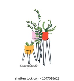 pot plants vector illustration. houseplants.