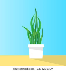 a pot of snake plant or dracaena trifasciata on the floor and blue wall