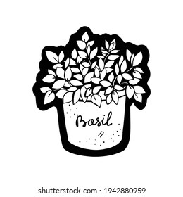 Pot with spicy herb basil, home garden. Doodle illustration hand drawn isolated on white background 
