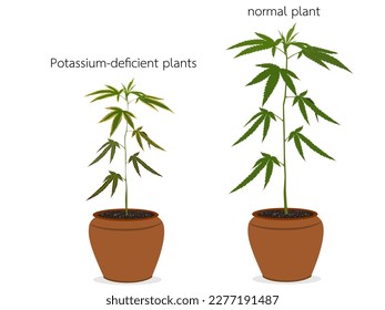 Potassium-deficient plants do not grow.