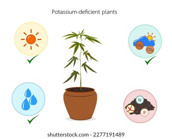 Potassium-deficient plants do not grow.