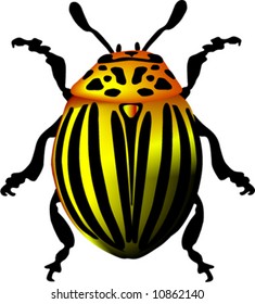  potato beetle vector
