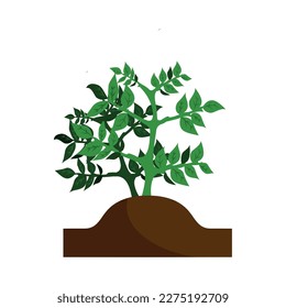 Potato cultivation flat icon with green plant in soil vector illustration