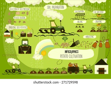 Potato cultivation, infographics. Vector.