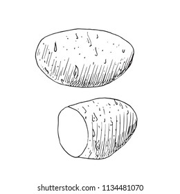 Potato and cut slice, hand drawn doodle, drawing, sketch, black and white vector outline illustration