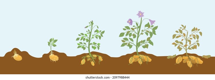 Potato flat grow stages horizontal composition with side view of potatoes plants growing up from ground vector illustration