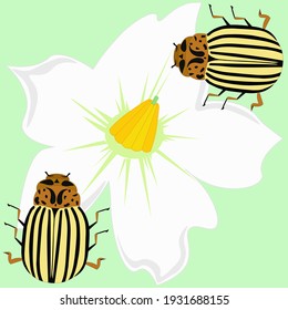 Potato flower and colorado beetles on a green background.Nature.Backgrounds and textures.