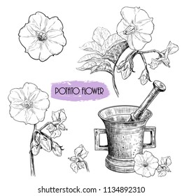 Potato flower.Vector set of medicinal plants. Hand-drawn vector 
illustration in vintage style.Isolated design elements.