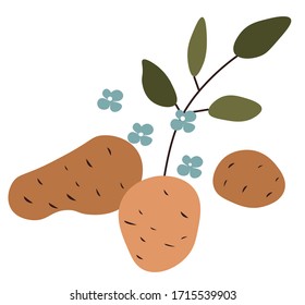 Potato with fruits and blooming flowers with leaves. Raw vegetable growing in soil, veggie for vegetarian menu and dieting. Isolated icon of agricultural product of farm, vector in flat style