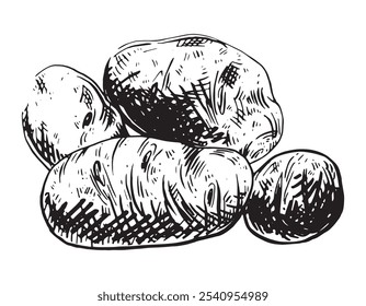 Potato group hand drawn composition. Isolated vegetable food ink drawing sketch. 