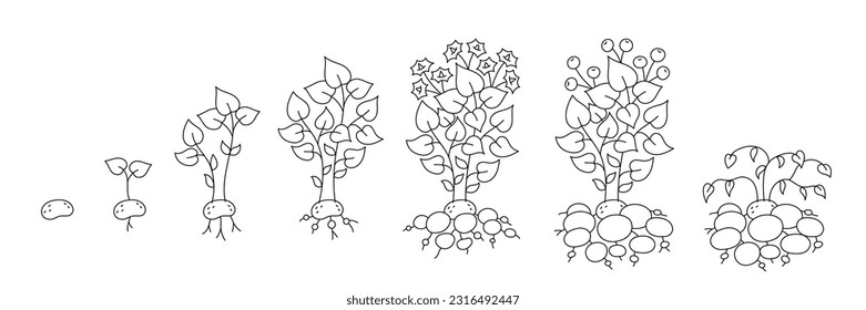 Potato growing cycle. Growing stages. Harvest potatoes progression. Editable outline stroke. Vector line.