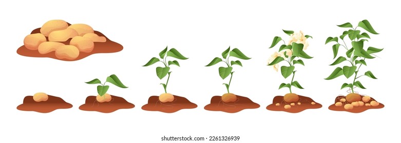 Potato growing. Tuberous crop with stem roots leaf in ground, vegetable plant grow cycle process from seed to ripe agriculture concept. Vector illustration. Veggie growth stages animation