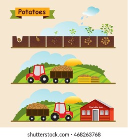 Potato growth cycle of the plant. Collection and delivery of the crop. Vector illustration.