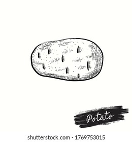 Potato Hand draw vector illustrator sketch. Old ink style. Farm market product for label, poster, icon. Black and white image of vegetables. Retro sketches isolated.