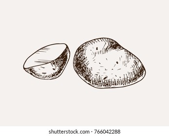 Potato hand drawn illustration