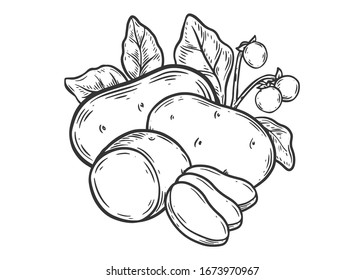 Potato. Hand drawn potatoes  vector illustration isolated on white background.