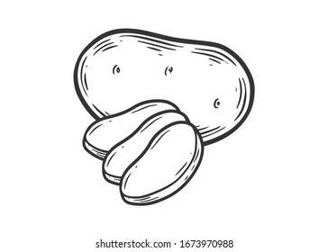 Potato. Hand drawn potatoes  vector illustration isolated on white background.
