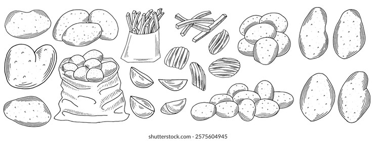 Potato. Hand drawn set French fries, potato tubers, potato chips, and rustic potatoes. Sketch style drawing collection vector illustrations.