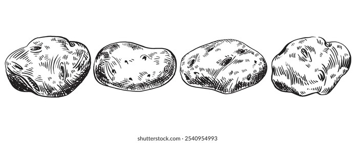 Potato hand drawn set. Isolated Potatoes Vegetable food ink drawing sketch. 