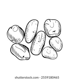 Potato, hand drawn sketch vector illustration