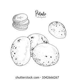 Potato hand drawn vector illustration. Isolated vegetable engraved style object. Detailed vegetarian food drawing. Farm market product. Great for menu, street festival, farmers market, package design.