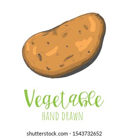 Potato hand drawn vector illustration, isolated sketched design element.