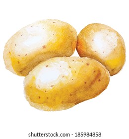 Potato. Hand drawn watercolor painting on white background, vector illustration.