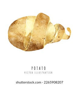 Potato hand drawn watercolor painting isolated on white background