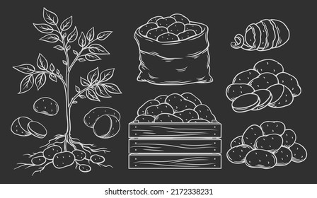 Potato harvest line icons set, hand drawn with chalk on blackboard vector illustration. Plant with tubers on roots, sack and box with potatoes, heap for farm market on black chalkboard background