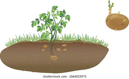 The potato is an herbaceous annual that grows up to 100 cm tall. As the potato plant grows, its compound leaves manufacture starch that is transferred to the ends of its underground stems.