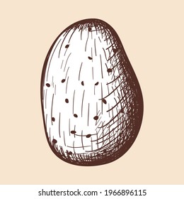 Potato Icon. Hand Drawn Sketch Design. Vector Illustration.