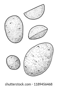 Potato illustration, drawing, engraving, ink, line art, vector