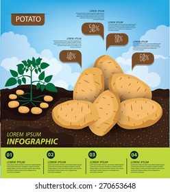 potato , infographics. vegetables vector illustration