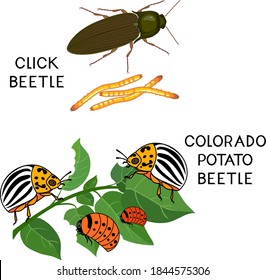 Potato insect pests. Colorado potato beetle (Leptinotarsa decemlineata) and click beetle (wireworm) isolated on white background