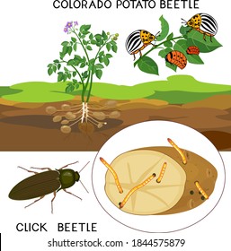 Potato insect pests. Colorado potato beetle (Leptinotarsa decemlineata) and click beetle (wireworm) isolated on white background