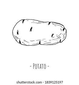 Potato. Isolated object on a white background. Vector illustration. Hand-drawn style.