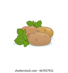 Potato Isolated on White Background, Three Different Kinds Potato, Vegetables Praties, Edible Fruit, Vector Illustration 