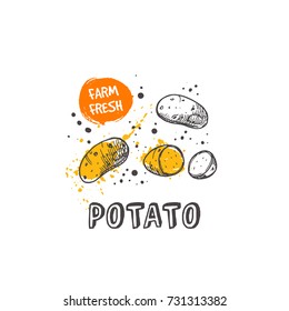 Potato isolated set. Hand drawn vector illustration with watercolor splash. Can be used for street festival, farmers market, country fair, shop, menu, cafe, restaurant, poster, banner.